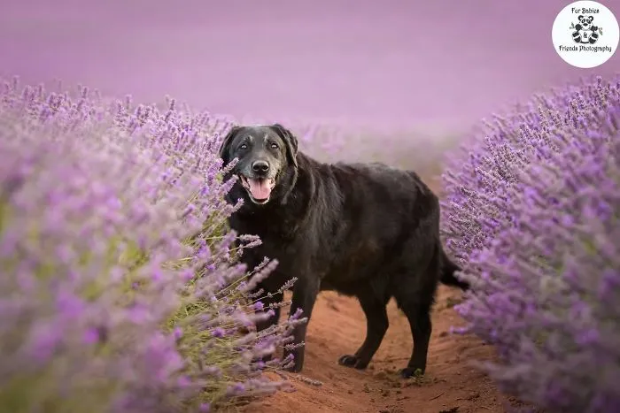 Every January, I Go To Blooming Lavender Fields In Tasmania To Take These Dreamy Photos Of Pets (100 Pics)