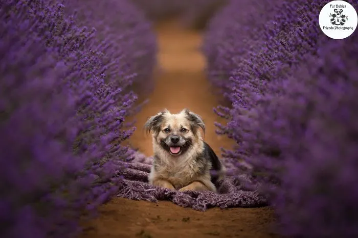 Every January, I Go To Blooming Lavender Fields In Tasmania To Take These Dreamy Photos Of Pets (100 Pics)
