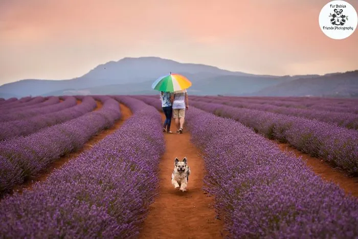 Every January, I Go To Blooming Lavender Fields In Tasmania To Take These Dreamy Photos Of Pets (100 Pics)