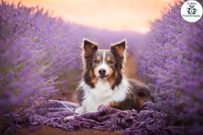 Every January, I Go To Blooming Lavender Fields In Tasmania To Take These Dreamy Photos Of Pets (100 Pics)