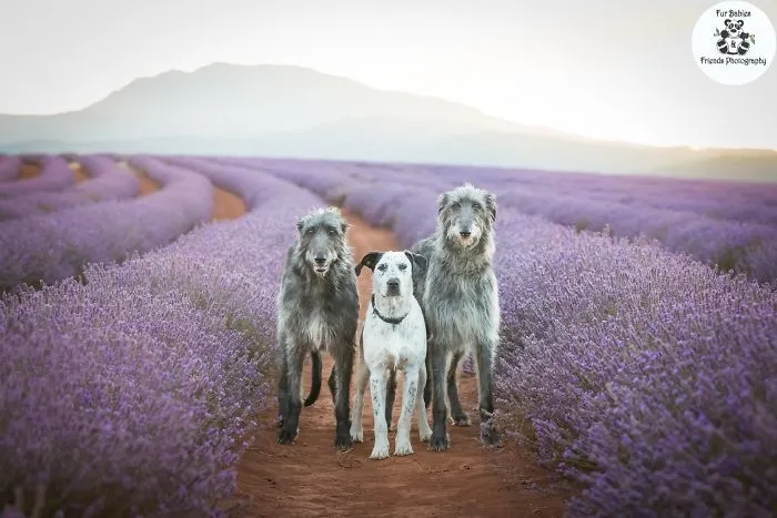 Every January, I Go To Blooming Lavender Fields In Tasmania To Take These Dreamy Photos Of Pets (100 Pics)