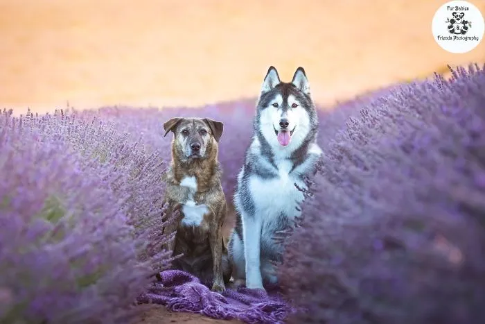 Every January, I Go To Blooming Lavender Fields In Tasmania To Take These Dreamy Photos Of Pets (100 Pics)