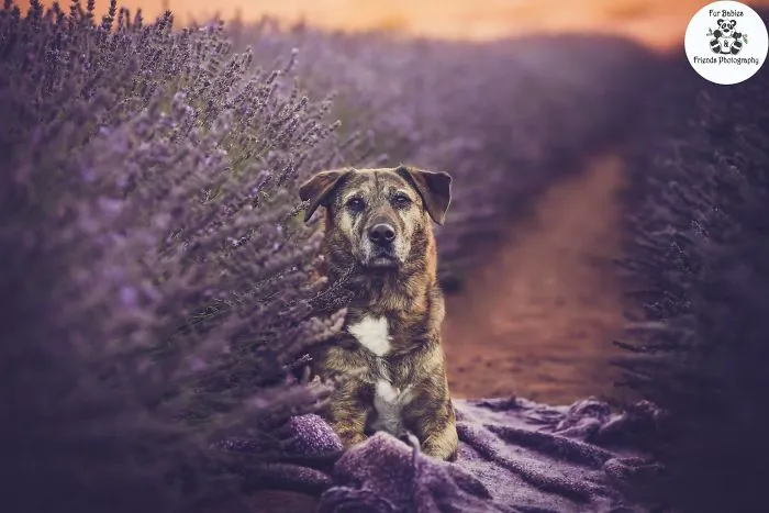 Every January, I Go To Blooming Lavender Fields In Tasmania To Take These Dreamy Photos Of Pets (100 Pics)