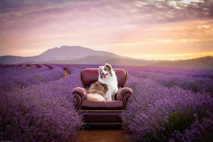 Every January, I Go To Blooming Lavender Fields In Tasmania To Take These Dreamy Photos Of Pets (100 Pics)