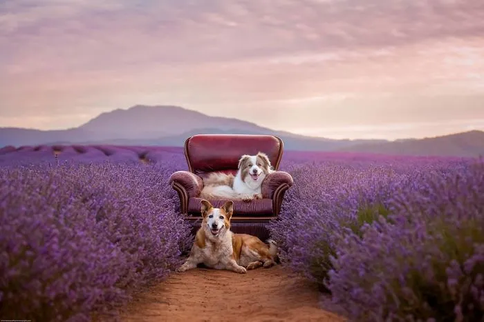 Every January, I Go To Blooming Lavender Fields In Tasmania To Take These Dreamy Photos Of Pets (100 Pics)