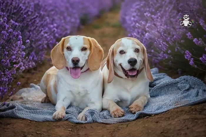 Every January, I Go To Blooming Lavender Fields In Tasmania To Take These Dreamy Photos Of Pets (100 Pics)