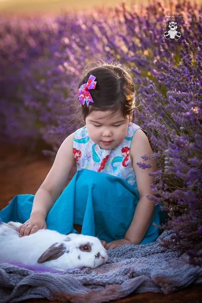 Every January, I Go To Blooming Lavender Fields In Tasmania To Take These Dreamy Photos Of Pets (100 Pics)