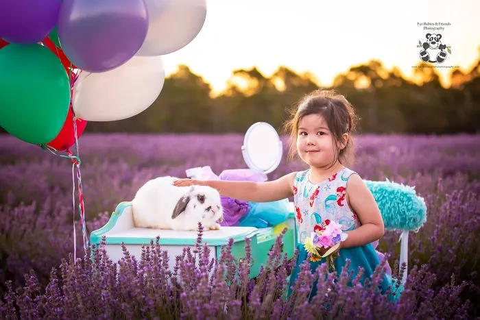 Every January, I Go To Blooming Lavender Fields In Tasmania To Take These Dreamy Photos Of Pets (100 Pics)