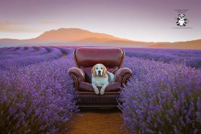 Every January, I Go To Blooming Lavender Fields In Tasmania To Take These Dreamy Photos Of Pets (100 Pics)