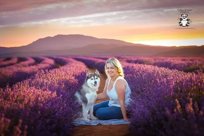Every January, I Go To Blooming Lavender Fields In Tasmania To Take These Dreamy Photos Of Pets (100 Pics)