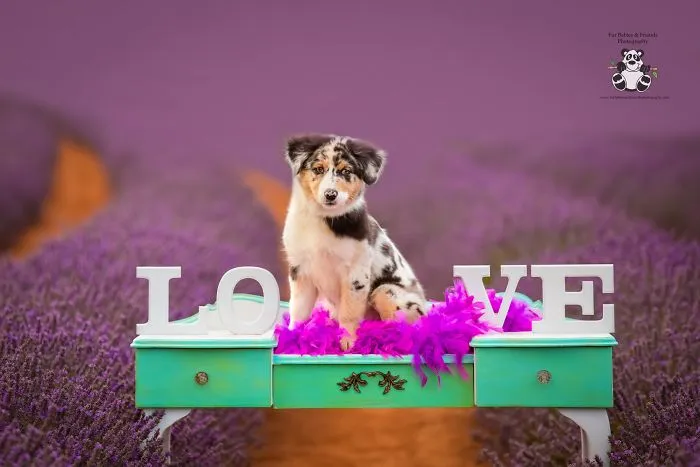 Every January, I Go To Blooming Lavender Fields In Tasmania To Take These Dreamy Photos Of Pets (100 Pics)