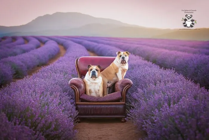 Every January, I Go To Blooming Lavender Fields In Tasmania To Take These Dreamy Photos Of Pets (100 Pics)