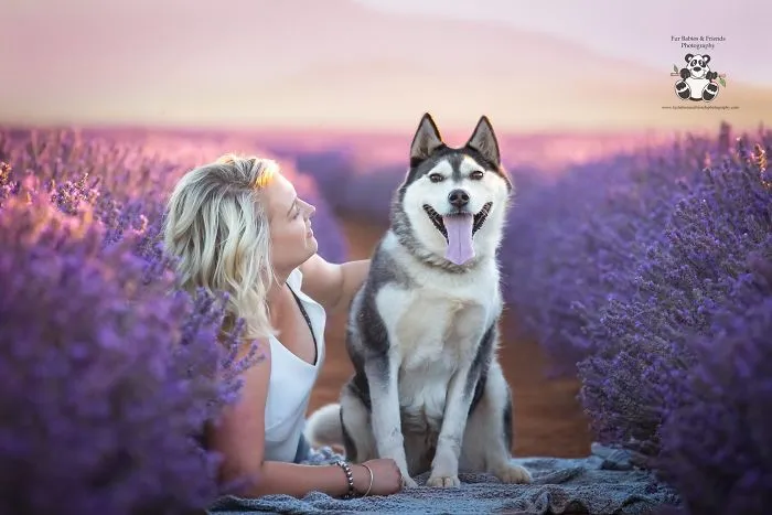 Every January, I Go To Blooming Lavender Fields In Tasmania To Take These Dreamy Photos Of Pets (100 Pics)