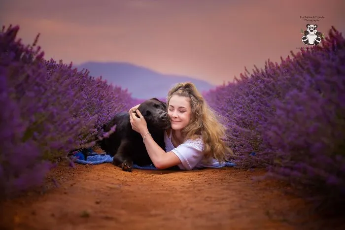Every January, I Go To Blooming Lavender Fields In Tasmania To Take These Dreamy Photos Of Pets (100 Pics)