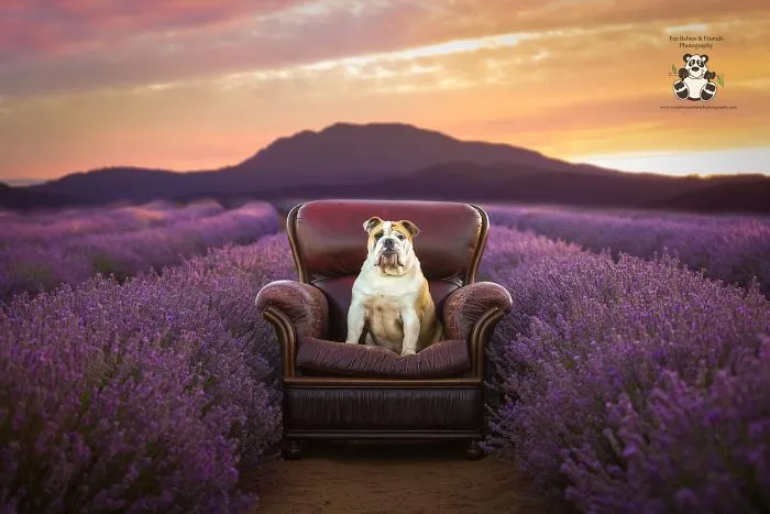 Every January, I Go To Blooming Lavender Fields In Tasmania To Take These Dreamy Photos Of Pets (100 Pics)