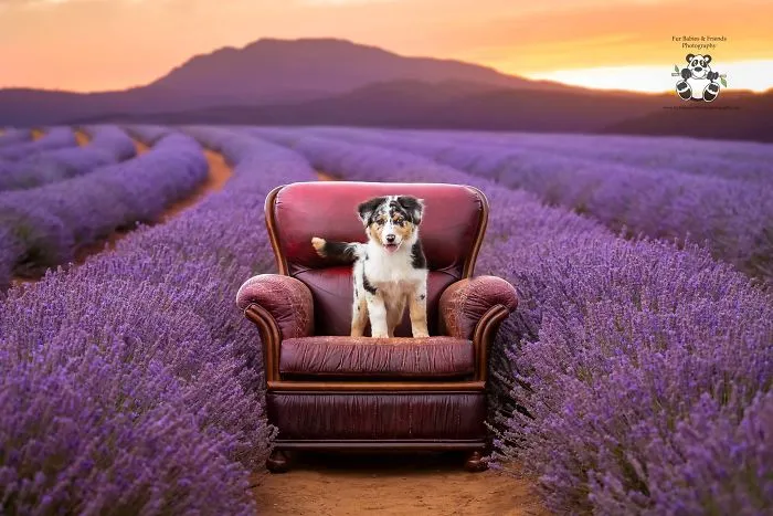 Every January, I Go To Blooming Lavender Fields In Tasmania To Take These Dreamy Photos Of Pets (100 Pics)