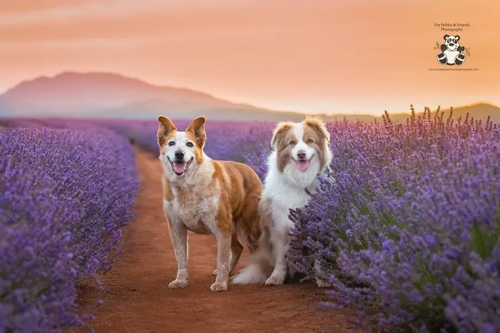 Every January, I Go To Blooming Lavender Fields In Tasmania To Take These Dreamy Photos Of Pets (100 Pics)