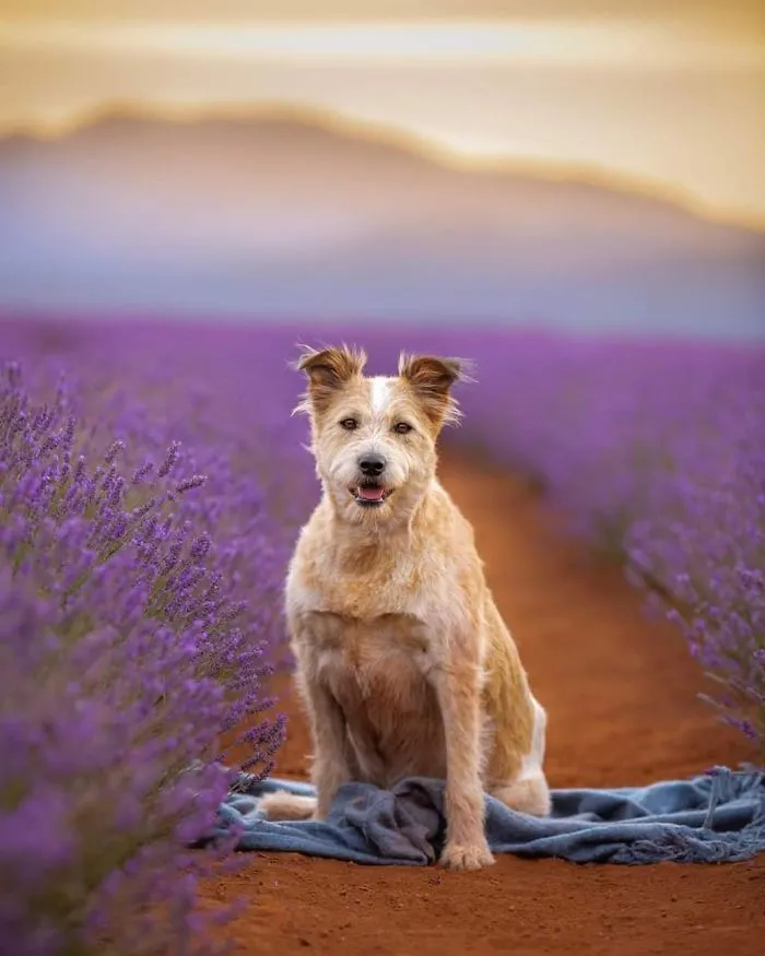 Every January, I Go To Blooming Lavender Fields In Tasmania To Take These Dreamy Photos Of Pets (100 Pics)
