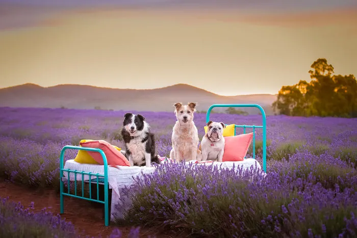 Every January, I Go To Blooming Lavender Fields In Tasmania To Take These Dreamy Photos Of Pets (100 Pics)