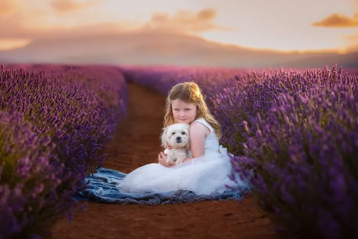 Every January, I Go To Blooming Lavender Fields In Tasmania To Take These Dreamy Photos Of Pets (100 Pics)