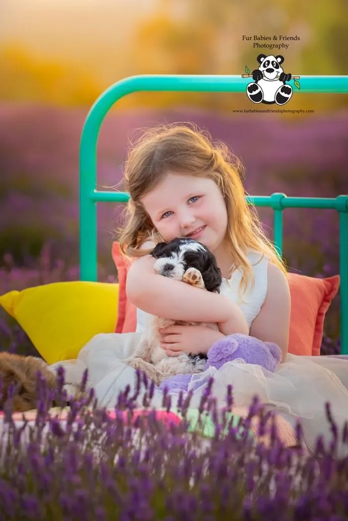 Every January, I Go To Blooming Lavender Fields In Tasmania To Take These Dreamy Photos Of Pets (100 Pics)