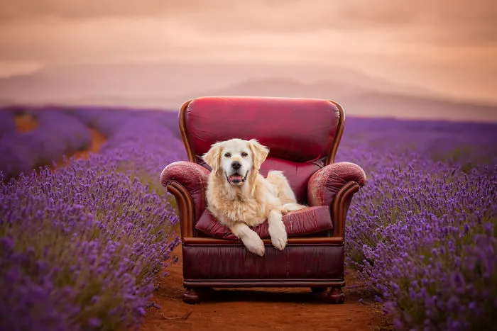 Every January, I Go To Blooming Lavender Fields In Tasmania To Take These Dreamy Photos Of Pets (100 Pics)