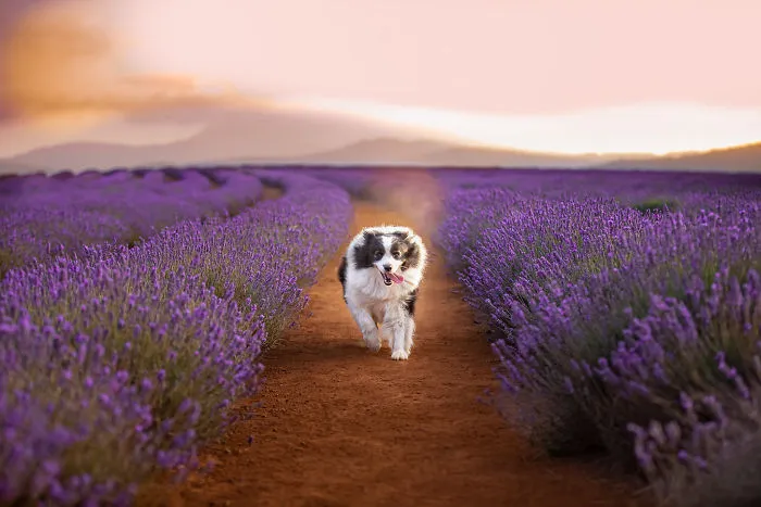 Every January, I Go To Blooming Lavender Fields In Tasmania To Take These Dreamy Photos Of Pets (100 Pics)