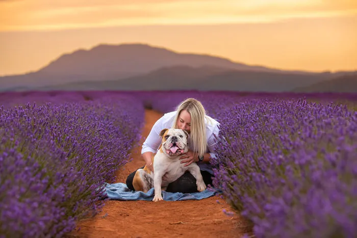 Every January, I Go To Blooming Lavender Fields In Tasmania To Take These Dreamy Photos Of Pets (100 Pics)
