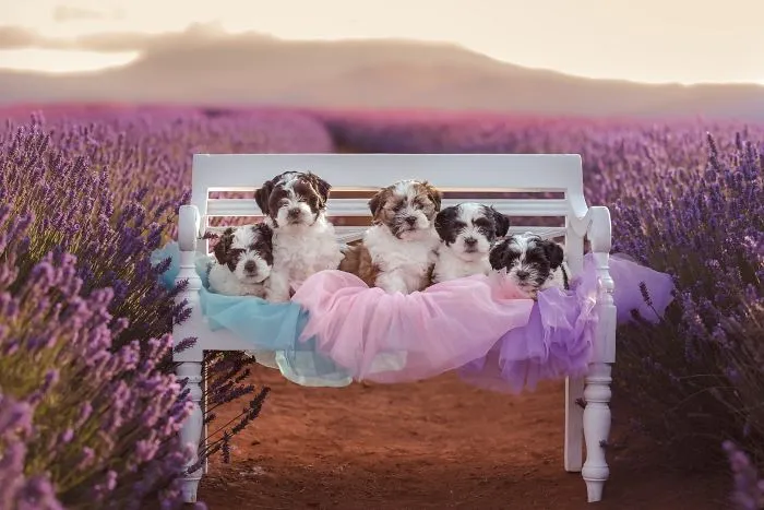 Every January, I Go To Blooming Lavender Fields In Tasmania To Take These Dreamy Photos Of Pets (100 Pics)