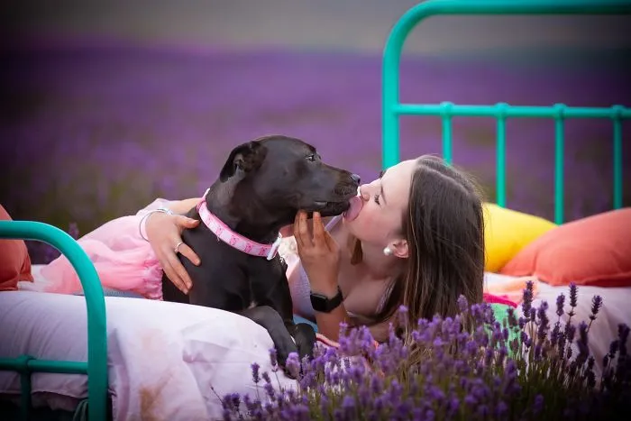 Every January, I Go To Blooming Lavender Fields In Tasmania To Take These Dreamy Photos Of Pets (100 Pics)