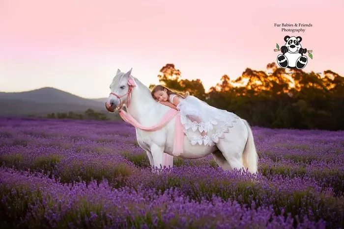 Every January, I Go To Blooming Lavender Fields In Tasmania To Take These Dreamy Photos Of Pets (100 Pics)