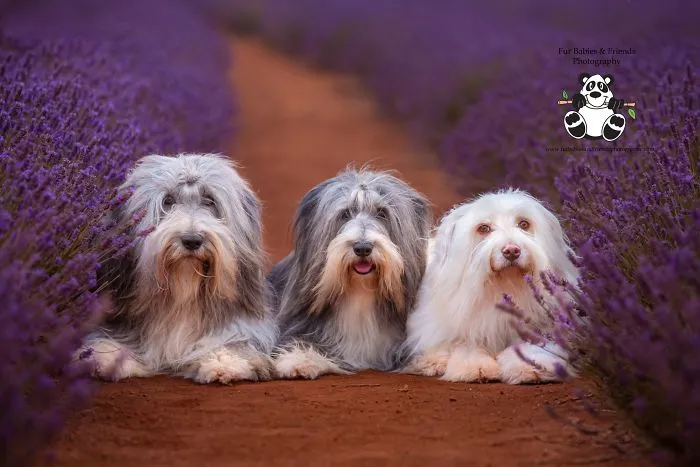 Every January, I Go To Blooming Lavender Fields In Tasmania To Take These Dreamy Photos Of Pets (100 Pics)