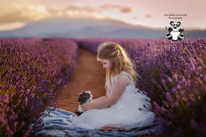 Every January, I Go To Blooming Lavender Fields In Tasmania To Take These Dreamy Photos Of Pets (100 Pics)