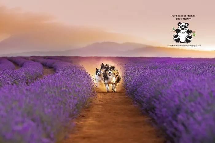 Every January, I Go To Blooming Lavender Fields In Tasmania To Take These Dreamy Photos Of Pets (100 Pics)