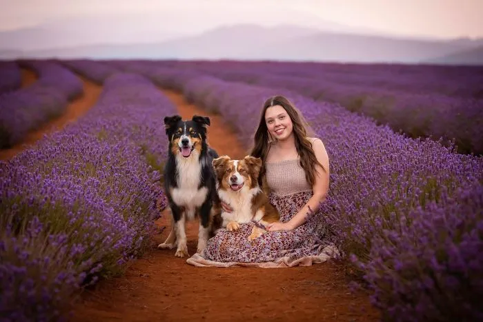 Every January, I Go To Blooming Lavender Fields In Tasmania To Take These Dreamy Photos Of Pets (100 Pics)