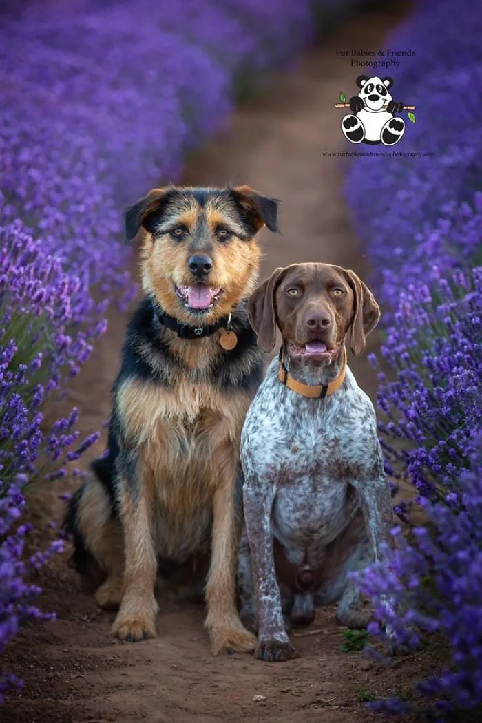 Every January, I Go To Blooming Lavender Fields In Tasmania To Take These Dreamy Photos Of Pets (100 Pics)