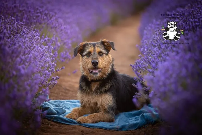 Every January, I Go To Blooming Lavender Fields In Tasmania To Take These Dreamy Photos Of Pets (100 Pics)