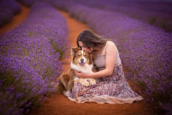 Every January, I Go To Blooming Lavender Fields In Tasmania To Take These Dreamy Photos Of Pets (100 Pics)