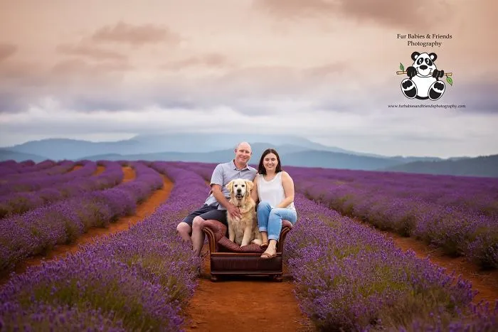 Every January, I Go To Blooming Lavender Fields In Tasmania To Take These Dreamy Photos Of Pets (100 Pics)