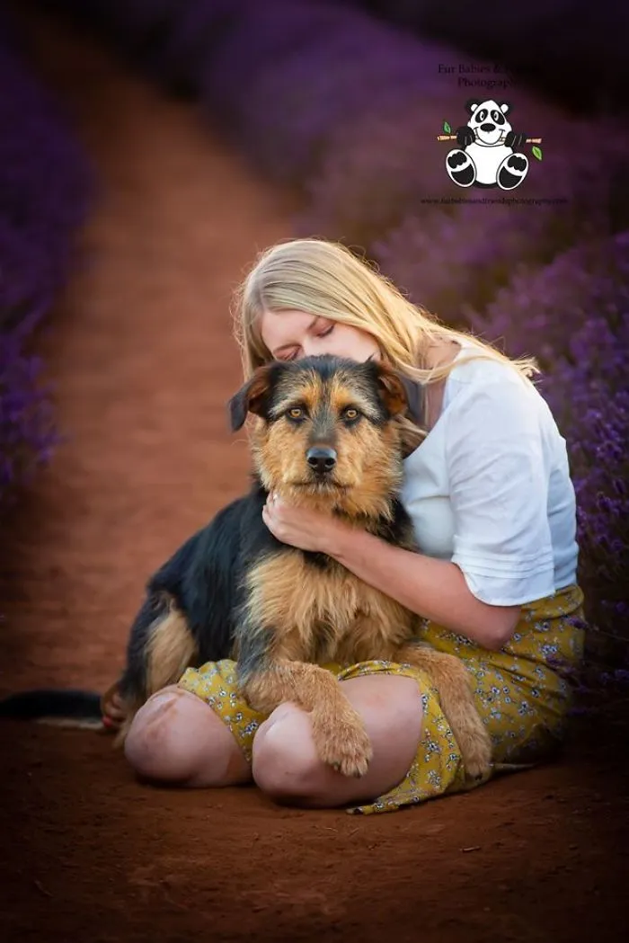 Every January, I Go To Blooming Lavender Fields In Tasmania To Take These Dreamy Photos Of Pets (100 Pics)
