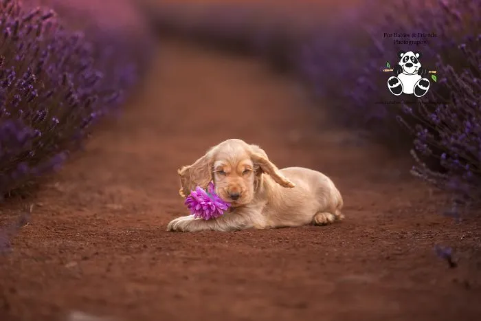 Every January, I Go To Blooming Lavender Fields In Tasmania To Take These Dreamy Photos Of Pets (100 Pics)