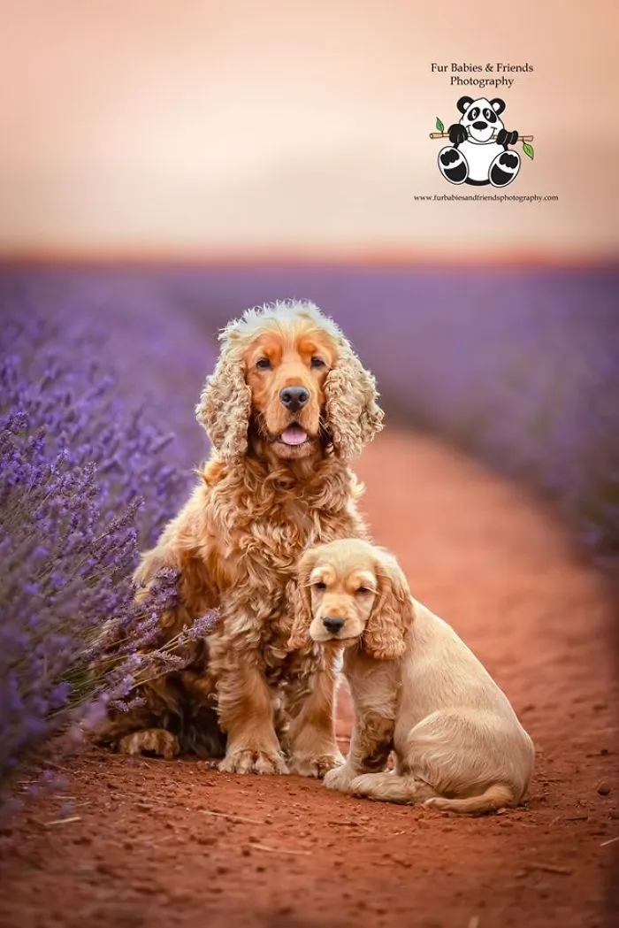 Every January, I Go To Blooming Lavender Fields In Tasmania To Take These Dreamy Photos Of Pets (100 Pics)