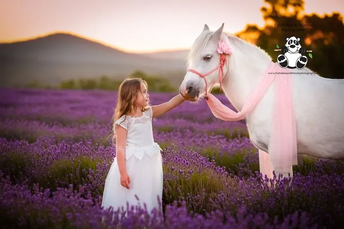 Every January, I Go To Blooming Lavender Fields In Tasmania To Take These Dreamy Photos Of Pets (100 Pics)