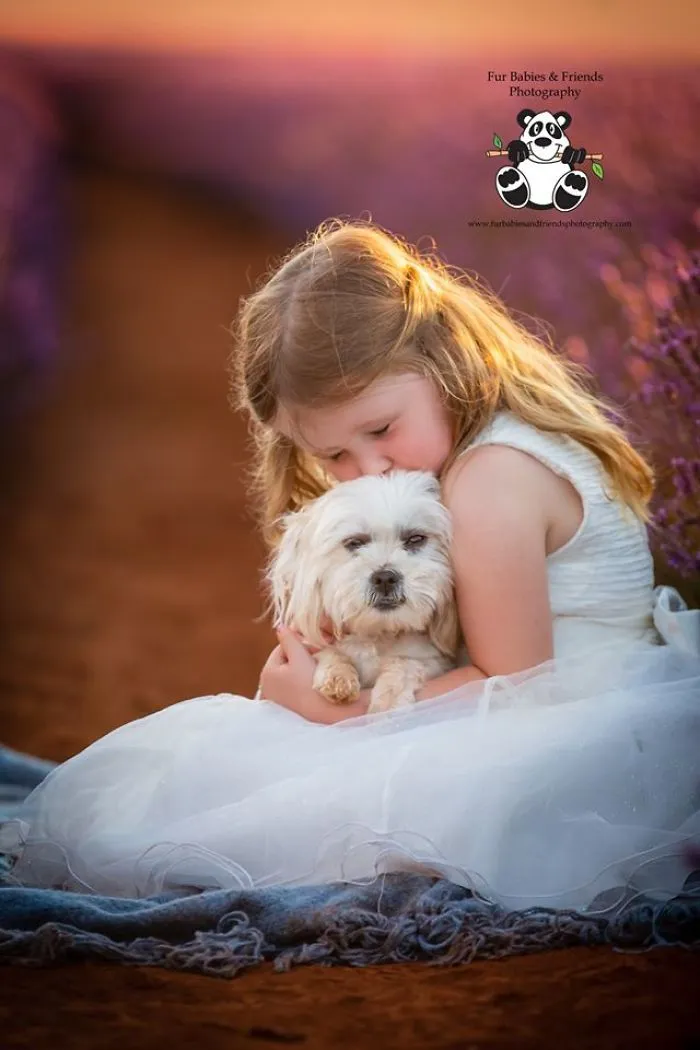 Every January, I Go To Blooming Lavender Fields In Tasmania To Take These Dreamy Photos Of Pets (100 Pics)