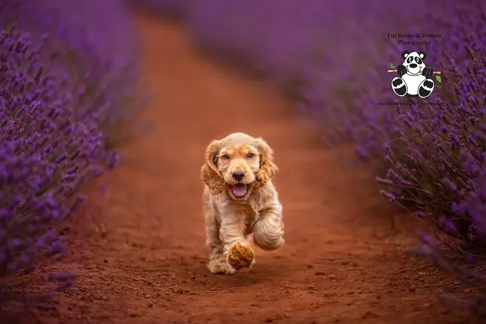 Every January, I Go To Blooming Lavender Fields In Tasmania To Take These Dreamy Photos Of Pets (100 Pics)