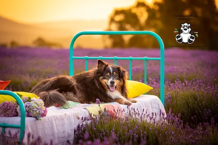 Every January, I Go To Blooming Lavender Fields In Tasmania To Take These Dreamy Photos Of Pets (100 Pics)