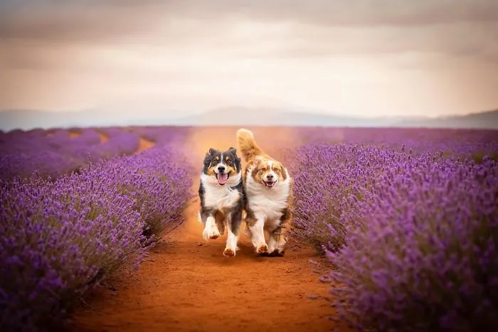 Every January, I Go To Blooming Lavender Fields In Tasmania To Take These Dreamy Photos Of Pets (100 Pics)