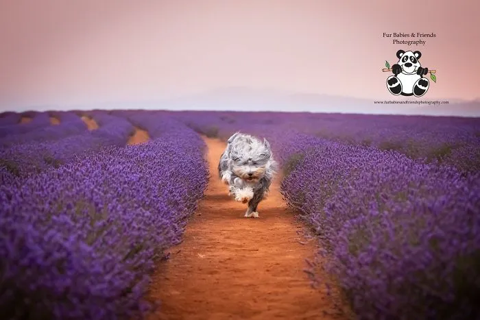 Every January, I Go To Blooming Lavender Fields In Tasmania To Take These Dreamy Photos Of Pets (100 Pics)