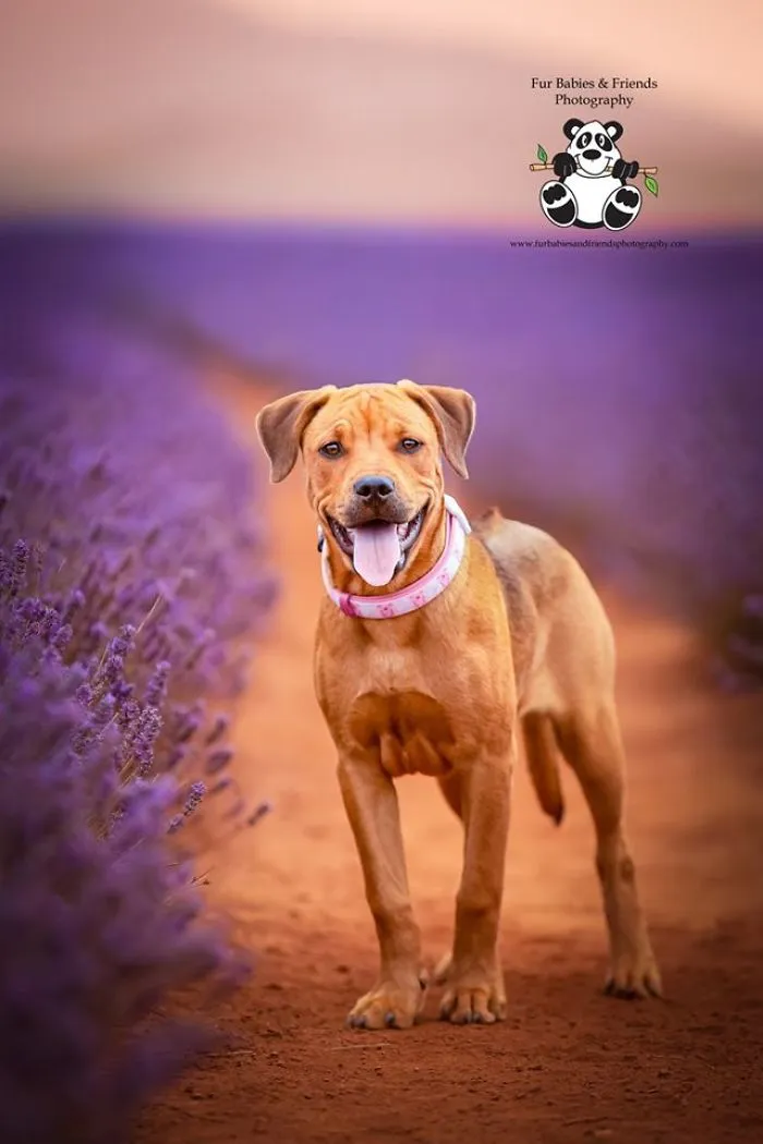 Every January, I Go To Blooming Lavender Fields In Tasmania To Take These Dreamy Photos Of Pets (100 Pics)