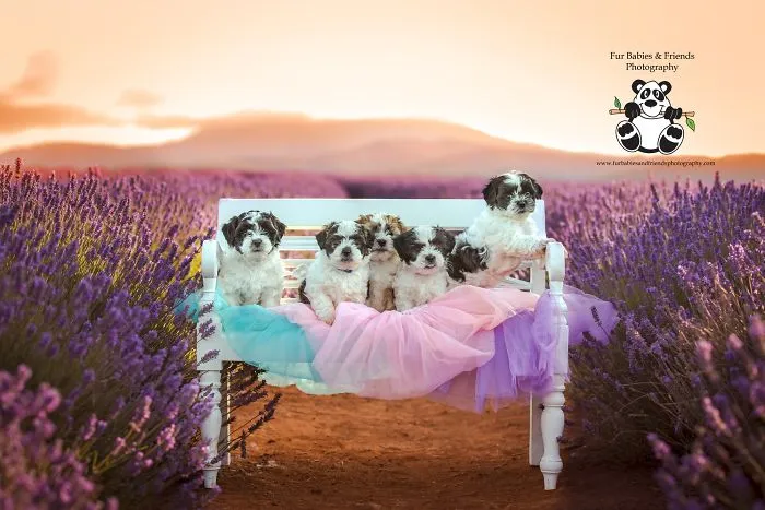 Every January, I Go To Blooming Lavender Fields In Tasmania To Take These Dreamy Photos Of Pets (100 Pics)